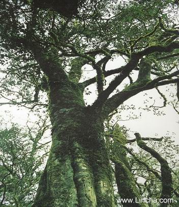 千年古茶树