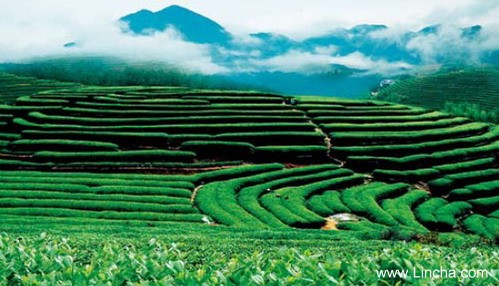 大田高山云雾茶
