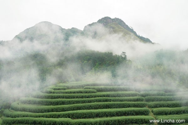 中国高山茶之乡--福建省大田县
