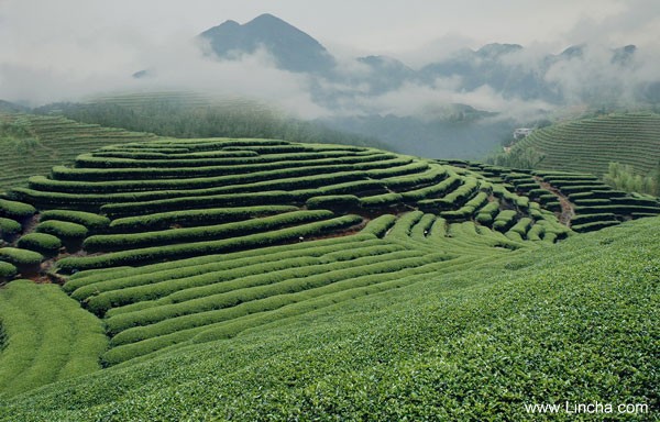 大田县高山茶云雾茶
