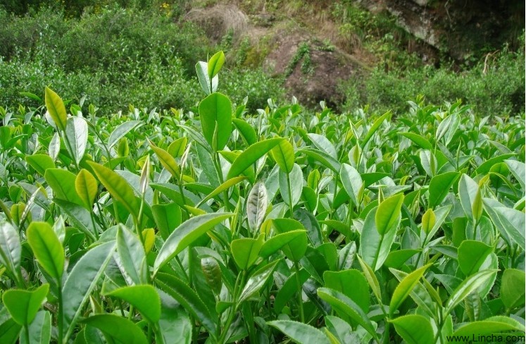 武夷岩茶肉桂(rougui)