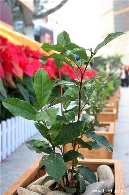 大红袍茶树茶叶