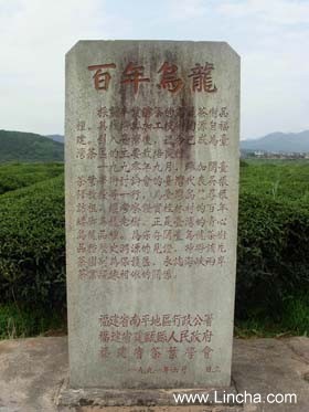 百年矮脚乌龙