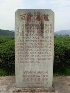 百年矮脚乌龙茶