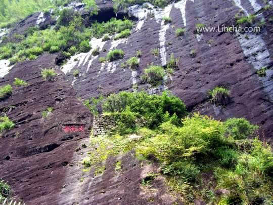 大红袍茶母树