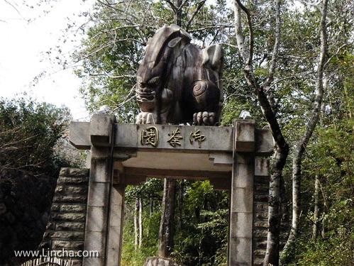 武夷山御茶园