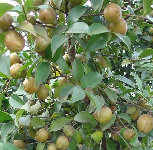 油茶树图片 油茶树