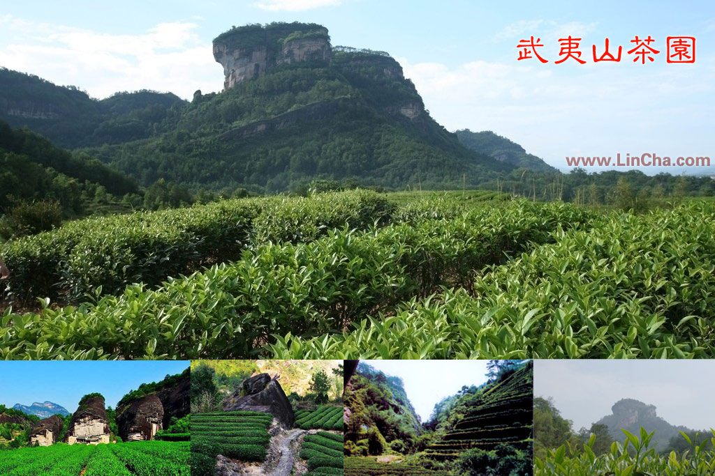 武夷山茶园