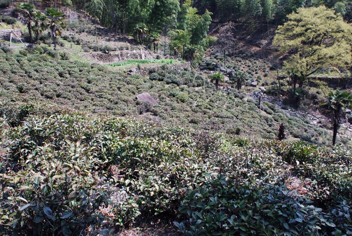 武夷山野茶