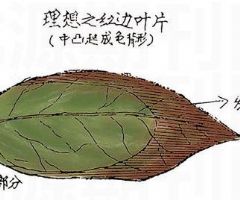 绿叶红镶边