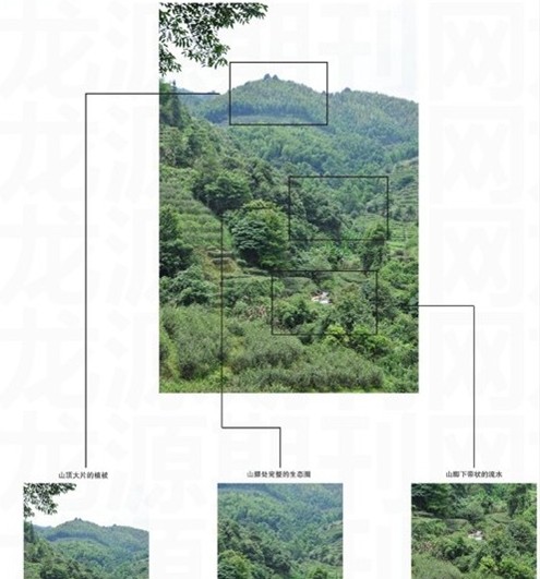 武夷岩茶山场